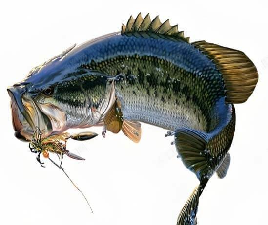 Bass Swim Jig Sourcing 2026: Find the Best Bulk Supplier 1 bass swim jig