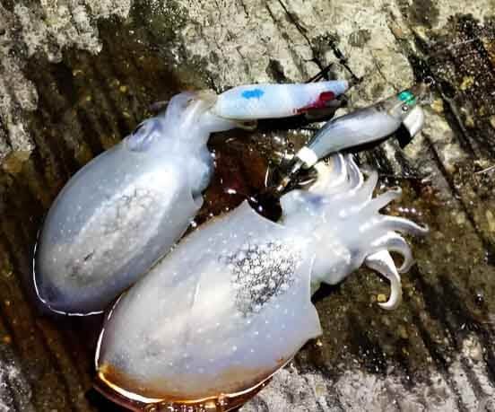 Premium Squid Jig Hooks: Ultimate B2B Sourcing & OEM Guide 2 squid jig hooks